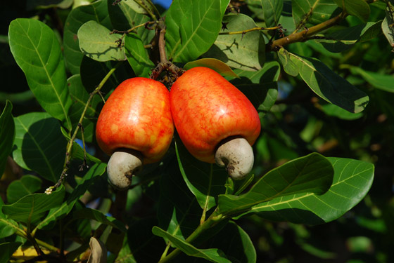 caju-frutos-dodesign-s.jpg